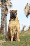 SHAR-PEI 667